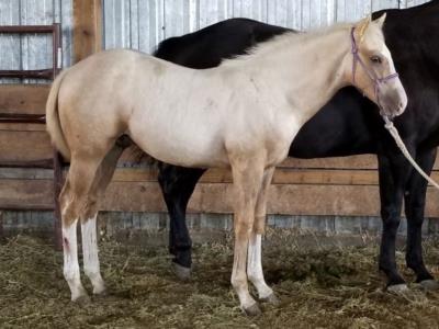 Ling Drift JW <BR> AQHA 5947380